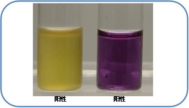 食品微生物檢驗中沙門氏菌檢驗常用培養基原理解析及微生物菌劑應用