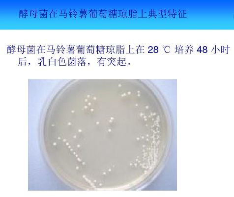 PPT圖解丨常見微生物菌落形態與微生物菌劑