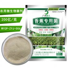 香蕉有機肥生物功能菌 抗重茬、解磷解鉀、促生長的微生物菌劑全解析